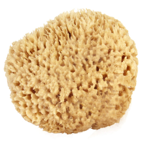Sea Wool Sponge 4-5" (Medium) by Bath & Shower Express Natural Renewable Resource!