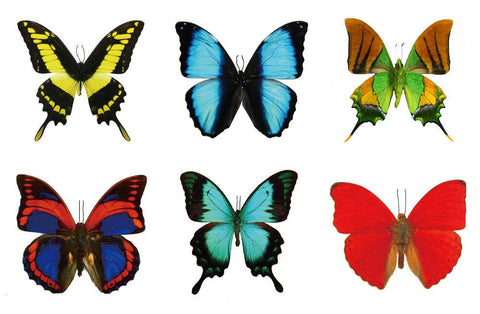Large Butterfly Temporary Tattoos by Butterfly Utopia (12 Sheets)